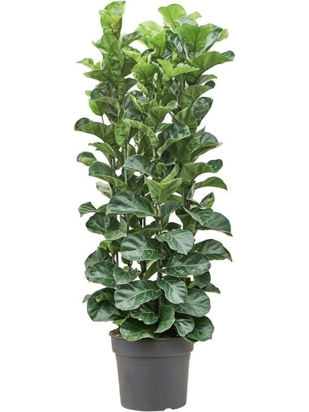 Ficus lyrata "Bambino"