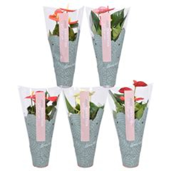 Anthurium gemischt