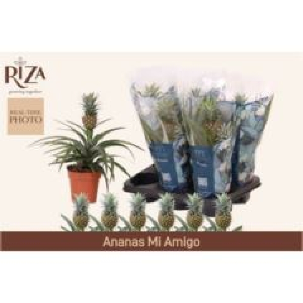 Ananas 'Mi Amigo'