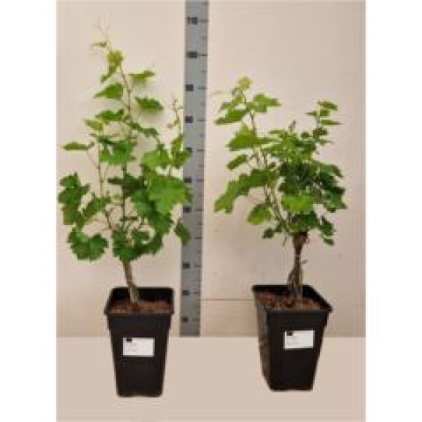 Vitis vinifera