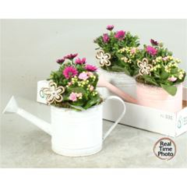 Pflanzenmix in Gießkanne