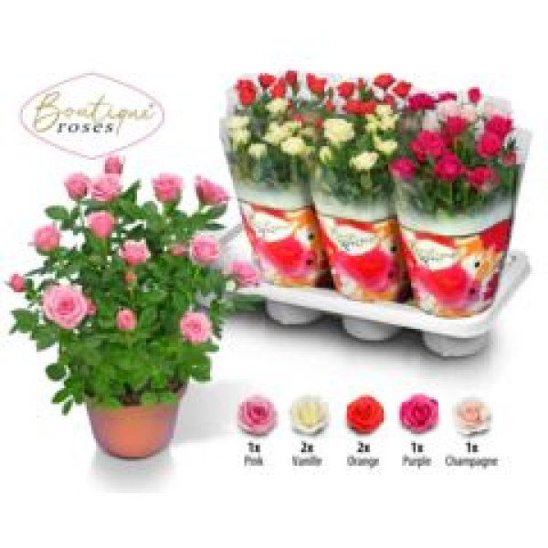 Rosa 'Boutique Roses' gemischt