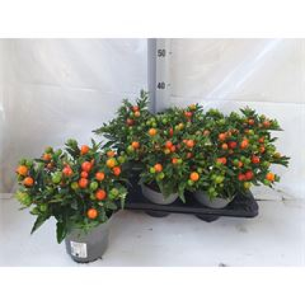 Solanum pseudocapsicum 'Bartoli' orange