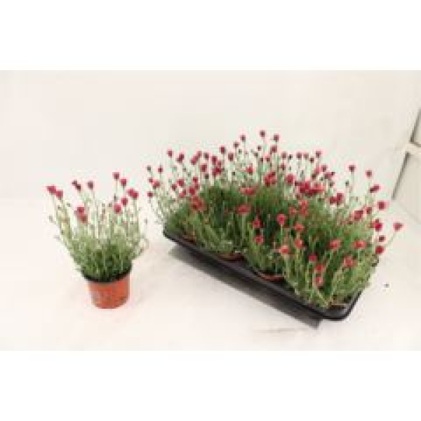 Rhodanthemum hosm. 'Zagora Pink'