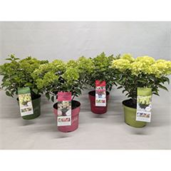 Hydrangea pan. Busch