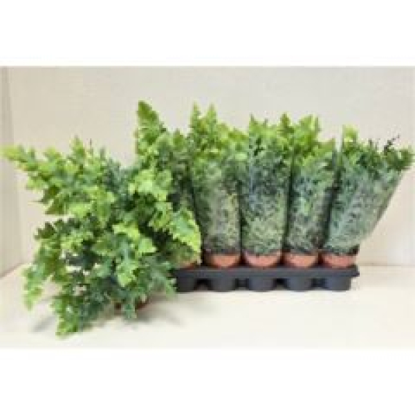 Phlebodium aureum 'Davana'