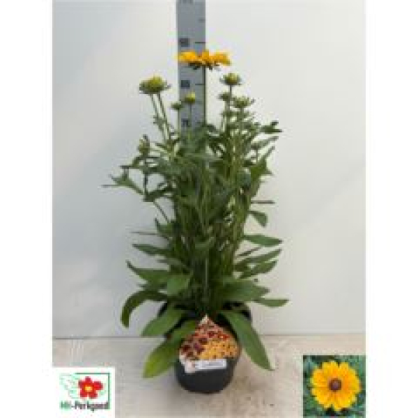 Rudbeckia Kübel