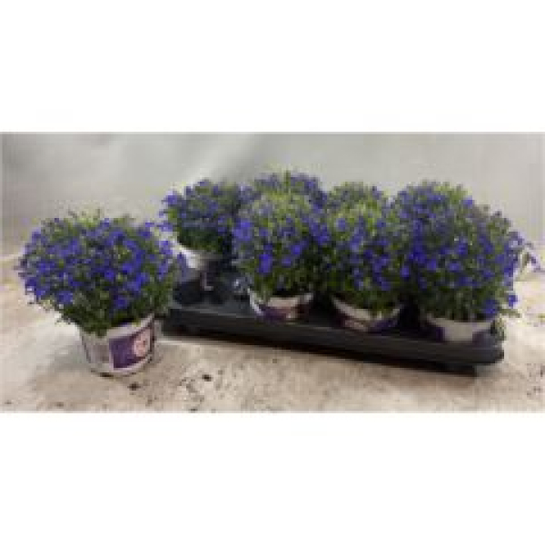 Lobelia erin. 'Compacta Blue'