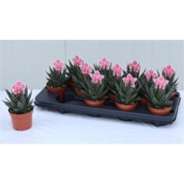 Aloe aristata 'Tiki Tahi'