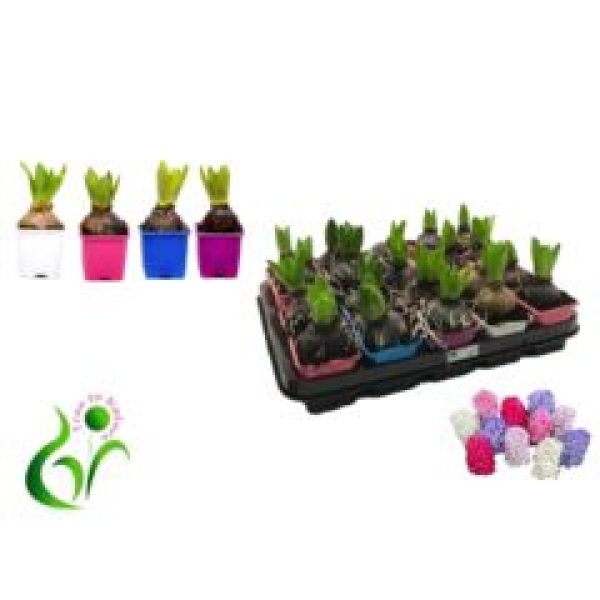 Hyacinthus orie. 1pp Mix