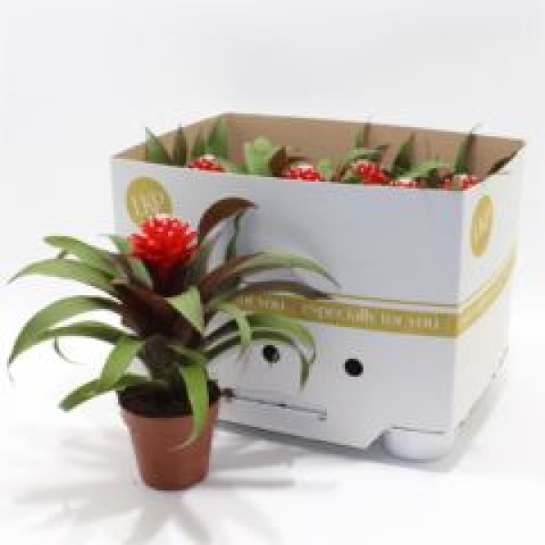 Guzmania 'Priscilla'