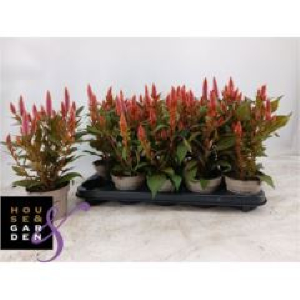 Celosia spic. 'Merida Salmon'