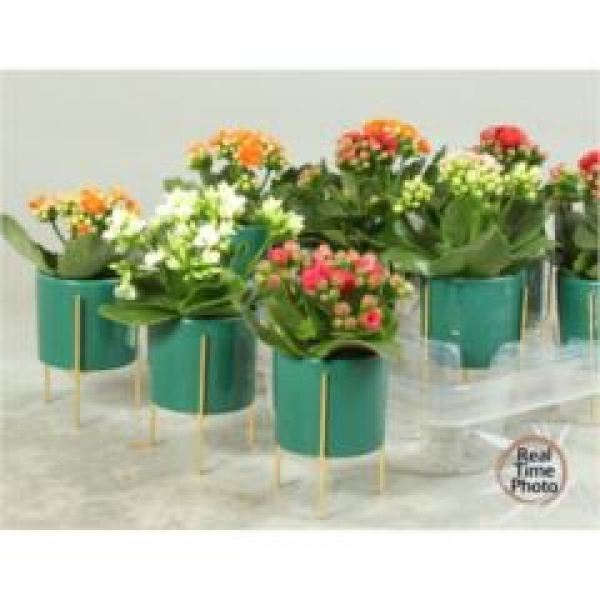 Mini Kalanchoe im Übertopf