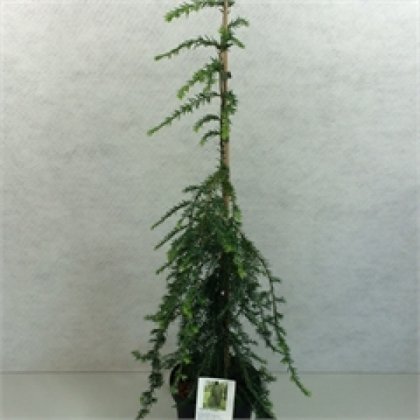 Tsuga canadensis 'Pendula'