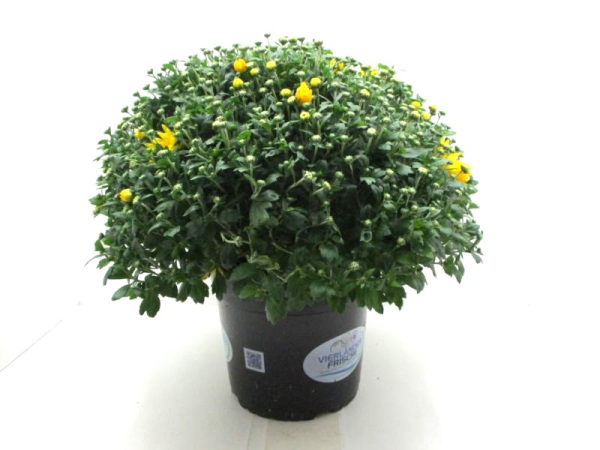 Chrysanthemum   ind. Kübel