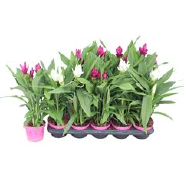 Curcuma gemischt