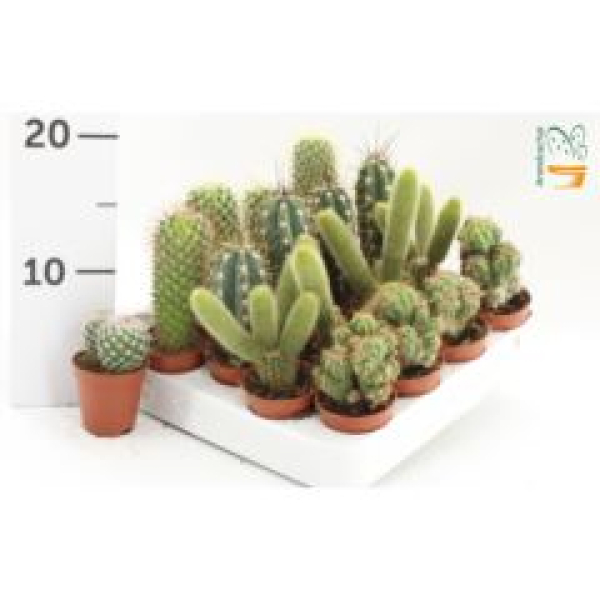 Mini Cactus Mix