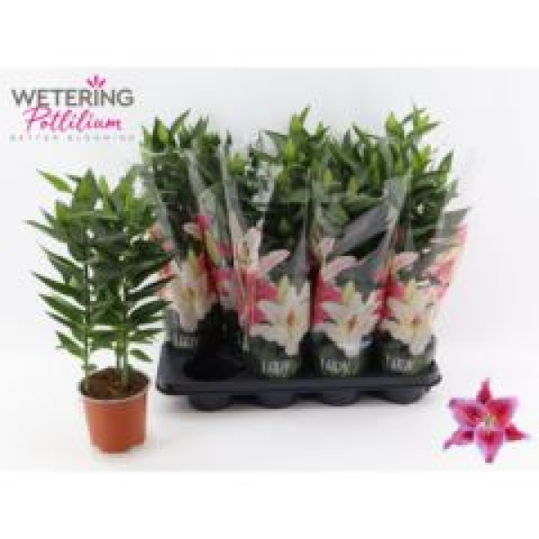 Lilium ori. 'After Eight'