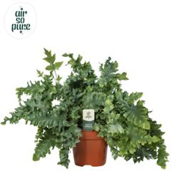 Phlebodium aureum 'Davana'