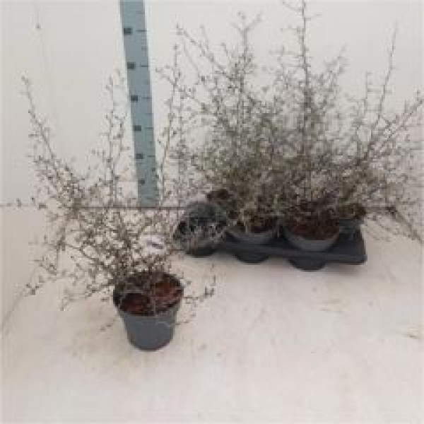 Corokia Cotoneaster