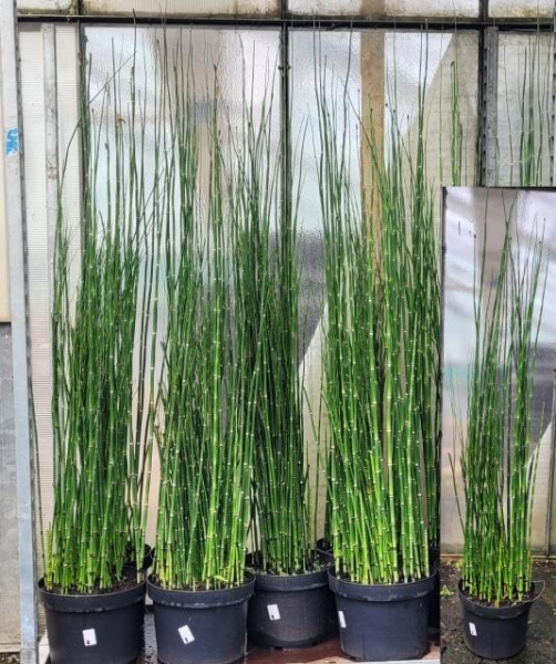 Equisetum hyemale