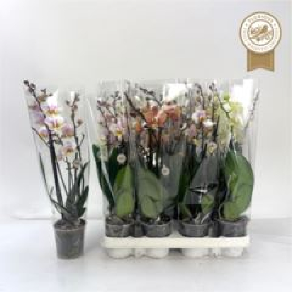 Phalaenopsis midi 2-3 Rispen Mix