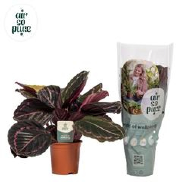 Calathea roseopicta 'Dottie'