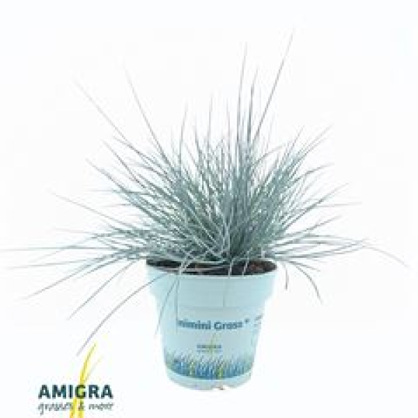 Festuca glauca 'Compacta Blue'