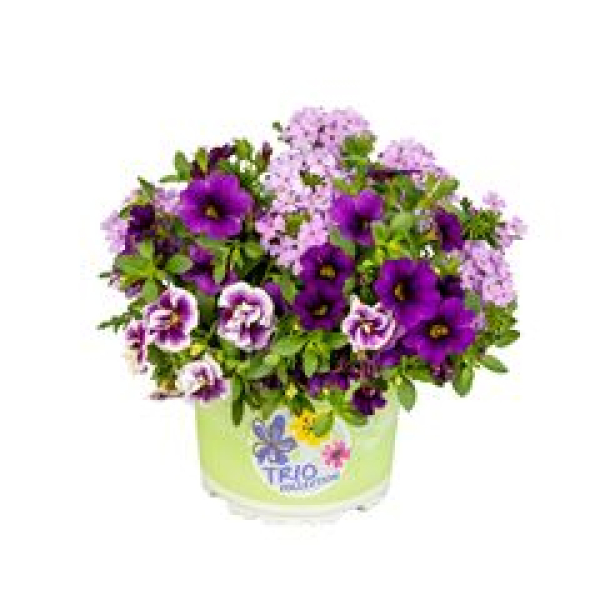 Triolino 'Violett-Lavendel-Blue'