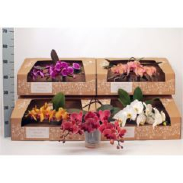 Phalaenopsis ungestäbt im Karton