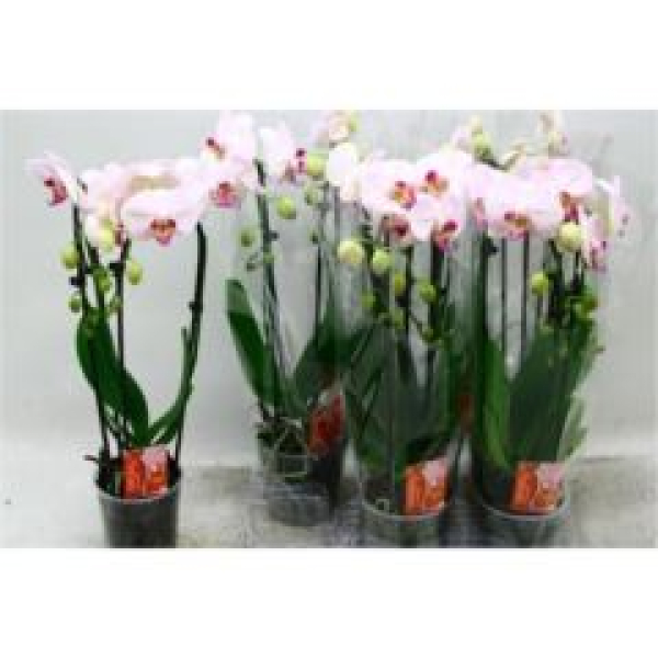 Phalaenopsis "Cascade" hellrosa