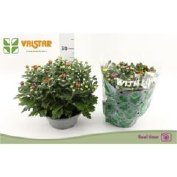 Chrysanthemum ind. Quattro-Schale