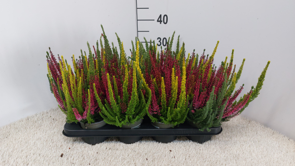 Calluna "Colorado Lights"