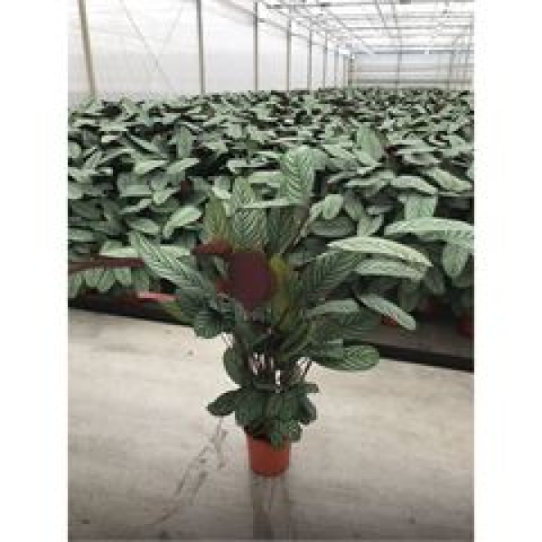 Ctenanthe oppenheimiana