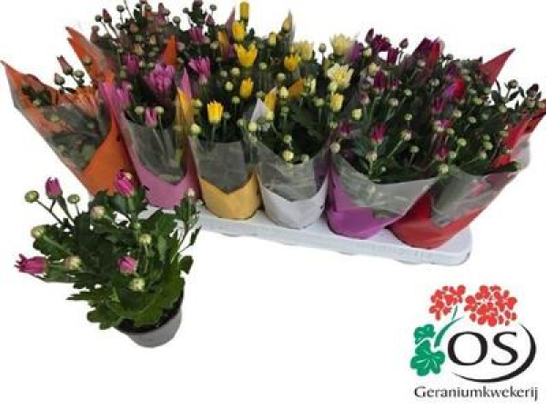 Chrysanthemum gemischt
