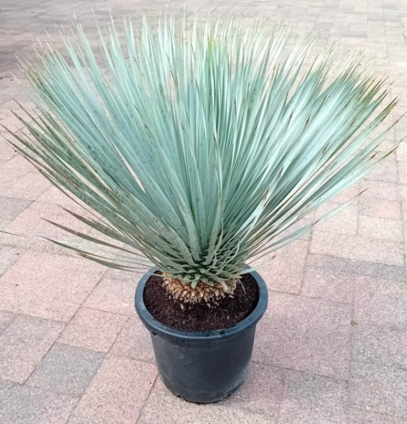 Yucca rostrata
