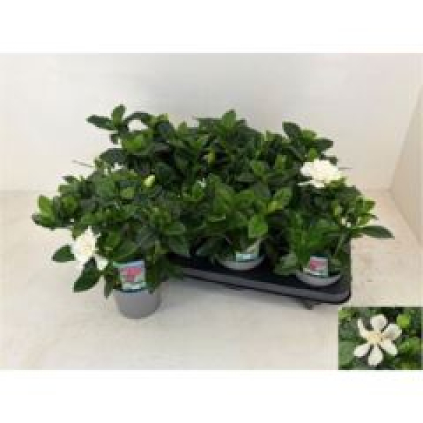 Gardenia jasminoides