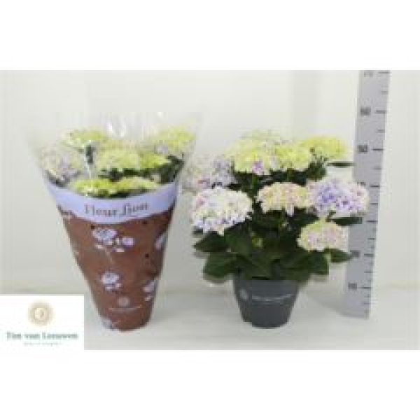 Hydrangea Busch "Saxon Candy Heart"