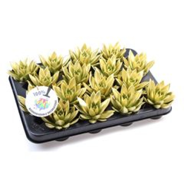 Mini Echeveria gefärbt gold