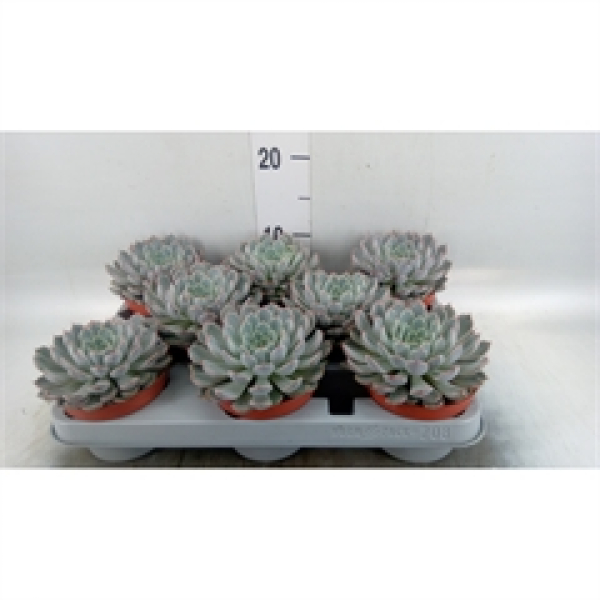Echeveria  cuspidata