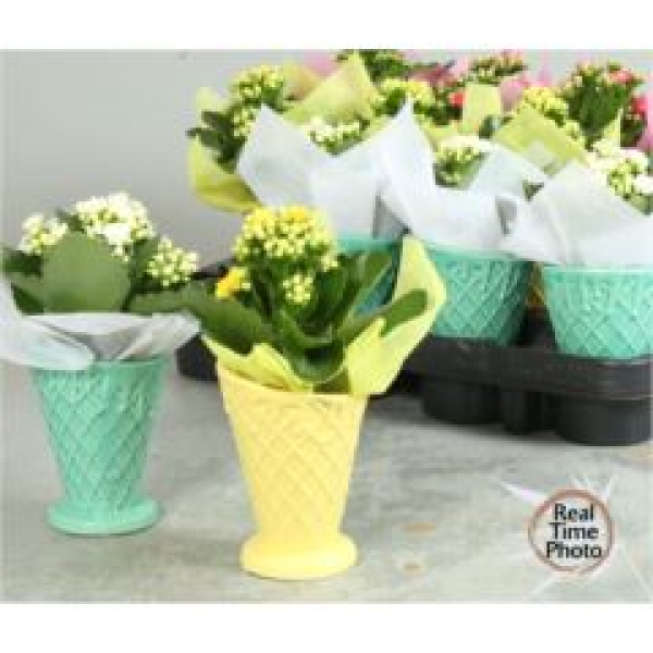 Mini Kalanchoe in Vase