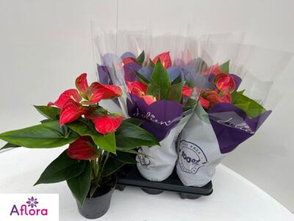 Anthurium andr. 'Bambino Red'
