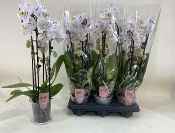 Phalaenopsis "Cascade" lila gefleckt