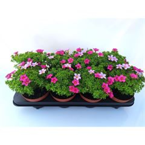 Oxalis - Shorty Pink