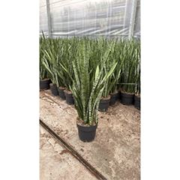 Sansevieria trifa. Silver Princess