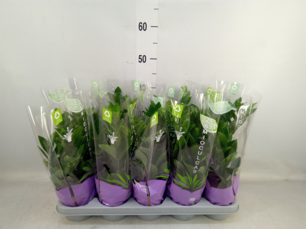 Zamioculcas zamiifolia