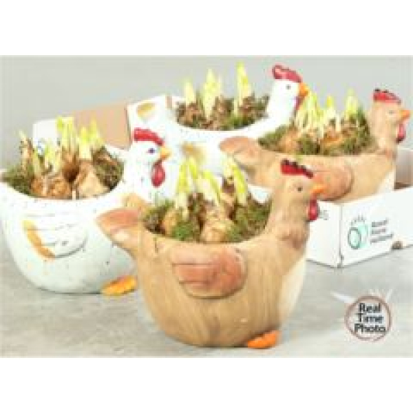 Narzissen in Huhntopf