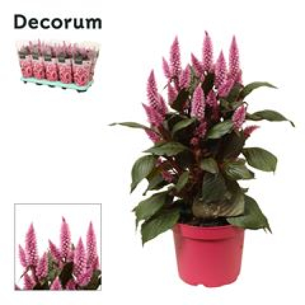 Celosia spic. 'Merida Pink'