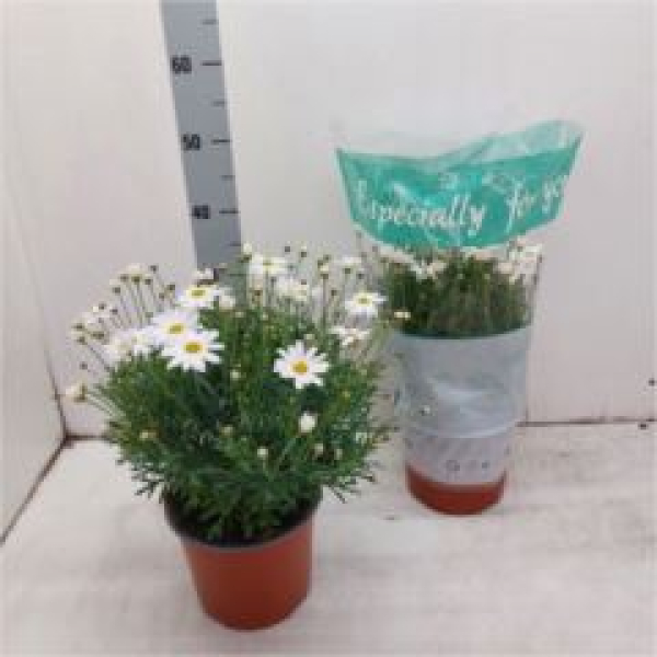 Argyranthemum Busch weiß