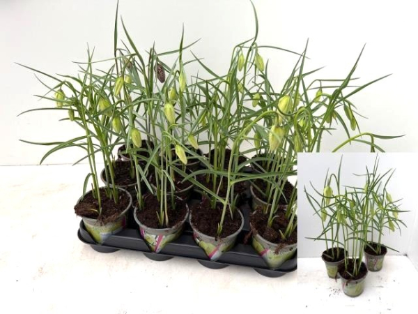 Fritillaria meleagris weiß